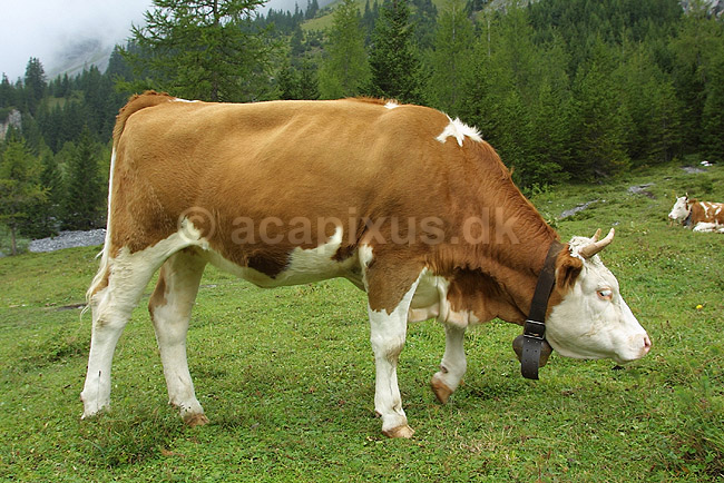 Alpek�er. R�dbroget kv�g i Alperne; Bos taurus, Bovidae; Alperne / Kandersteg; Schweiz; Europa; pattedyr; mammals, kv�g, k�er, hovdyr