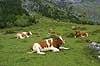 Bos taurus, Bovidae The Alps / Kandersteg Switzerland Europe mammals 