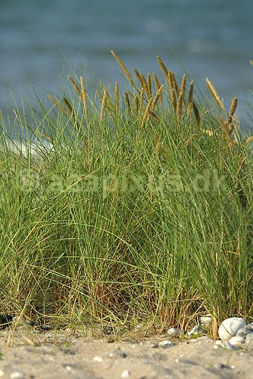 Hj�lme. Hj�lme p� Fehmarn, evt �sters�-Hj�lme; Ammophila arenaria; Fehmarn; Tyskland; Europa; planter; strande, sandflugt, erosion, kystsikring