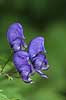  Aconitum napellus The Alps / Kandersteg Switzerland Europe plants 