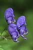  Aconitum napellus The Alps / Kandersteg Switzerland Europe plants 