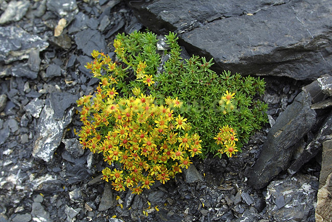 Stenurt. Stenurt i Alperne; Sedum spec; Alperne / Kandersteg; Schweiz; Europa; planter; alpin flora