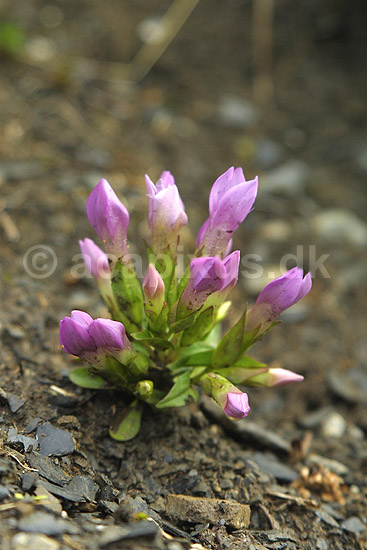 Entian. Entian i Alperne; ; Alperne / Kandersteg; Schweiz; Europa; planter; alpin flora