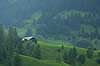 Alpelandskab. Fyrretr� foran Oeschinensee i Oeschinental i de Schweiziske Alper  Gsteig Schweiz Europa  