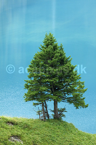 Oeschinensee. Fyrretr� foran Oeschinensee i Oeschinental i de Schweiziske Alper; ; Kandersteg; Schweiz; Europa; ; 