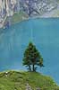 Oeschinensee. Fyrretr� foran Oeschinensee i Oeschinental i de Schweiziske Alper  Kandersteg Schweiz Europa  