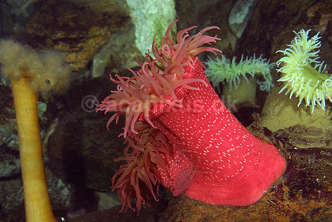 S�anemone. H�jr�d s�anemone i Danmarks Akvarium; Cribrinopsis fernaldi; Danmarks Akvarium; ; ; Polypdyr; havdyr, polypdyr