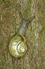  Cepaea hortensis M�nsklint / M�n Denmark   