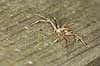    Denmark  spiders 