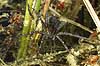  Dolomedes plantarius H�kens�s Sweden  spiders 