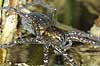  Dolomedes plantarius H�kens�s Sweden  spiders 