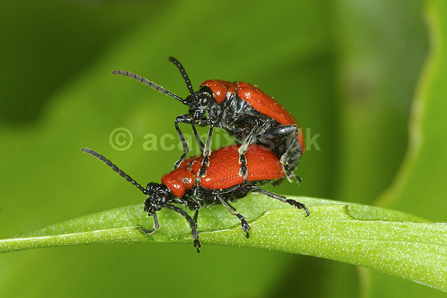 Liljebiller. Liljebiller under parring; Lilioceris lilii, Chrysomelidae; �lstykke / Sj�lland; Danmark; ; insekter; parring, sex, reproduktion
