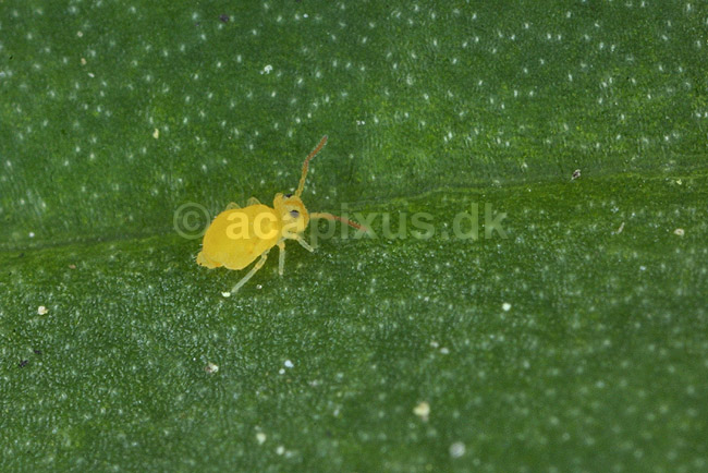 Springhale. Springhale, ca 1 mm lang; ; KVLs have; ; ; insekter; Springhaler, Collembola, urinsekter, vingel�se