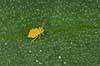   KVLs have   insects 