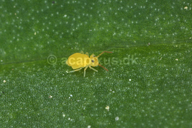 Springhale. Springhale, ca 1 mm lang; ; KVLs have; ; ; insekter; Springhaler, Collembola, urinsekter, vingel�se