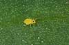   KVLs have   insects 