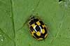  Propylaea 14-punctata KVLs have   insects 