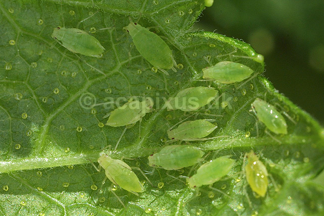 Fersken bladlus; Myzus persicae; KVLs have; ; ; insekter; Aphidoidea, skadedyr