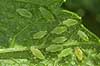  Myzus persicae KVLs have   insects 