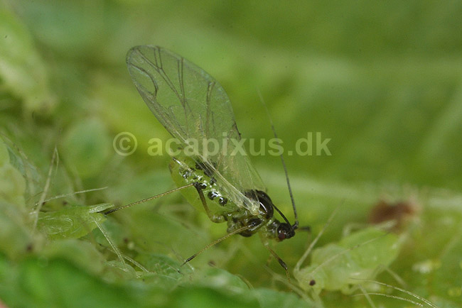Fersken bladlus; Myzus persicae; KVLs have; ; ; insekter; Aphidoidea, skadedyr