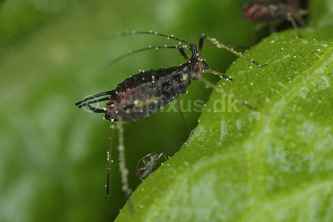 Bladlus; Aphis gossypii; H�kens�sen; Sverige; ; insekter; Bladlus, Aphidoidea