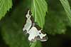  Lomaspilis marginata H�kens�sen Sweden  insects 