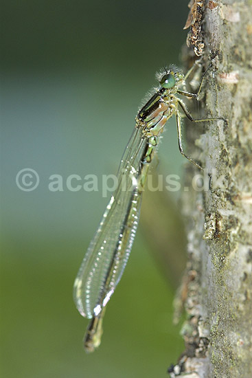 Vandnymfe; ; H�kens�sen; Sverige; ; insekter; Zygoptera