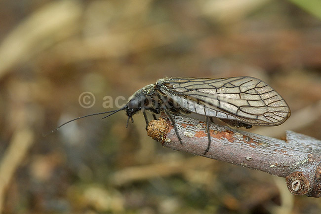 Dovenflue; Sialis lutaria; H�kens�sen; Sverige; ; insekter; Megaloptera