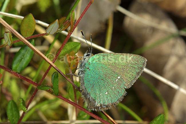 Bromb�rfugl. Bromb�rfugl, Gr�n busksommerfugl; Callophrys rubi; H�kens�sen; Sverige; ; insekter; Bl�fugle, Ildfugle, Lycaenidae, sommerfugle