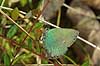  Callophrys rubi H�kens�sen Sweden  insects 