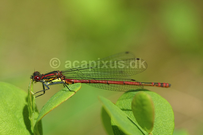 R�d vandnymfe; Pyrrhosoma nymphula; H�kens�sen; Sverige; ; insekter; Zygoptera