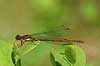  Pyrrhosoma nymphula H�kens�sen Sweden  insects 