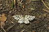  Ematurga atomaria H�kens�sen Sweden  insects 