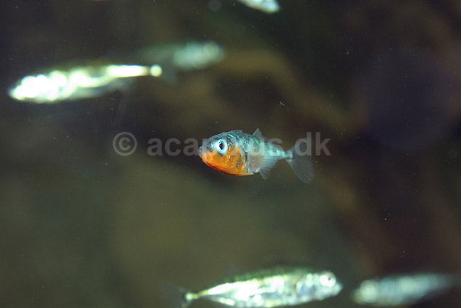 Trepiggethundestejle. Trepigget hundestejle han i ynglefarver; Gasterosteus aculeatus; Danmarks Akvarium; ; ; fisk; Ferskvandsfisk, Gasterosteidae, Gasterosteiformes