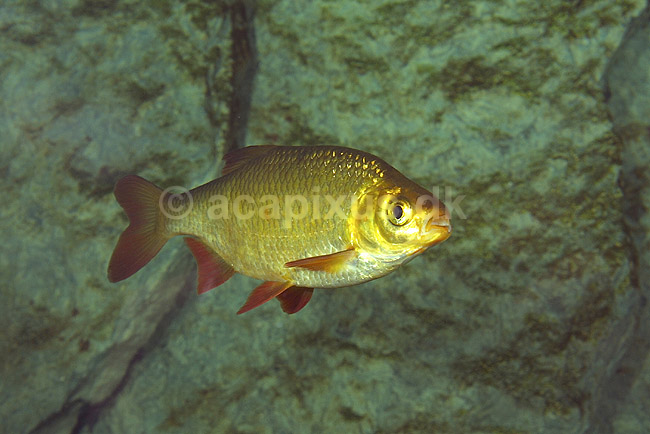 Rudskalle. Rudskalle i Danmarks Akvarium; Scardinius erythrophthalmus; Danmarks Akvarium; ; ; fisk; Ferskvandsfisk, Egentlige karper, Cyprinidae