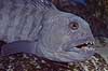 Havkat. Havkat i Danmarks Akvarium Anarhichas lupus Danmarks Akvarium   fisk Ferskvandsfisk, Anarhichadidae, havkatte