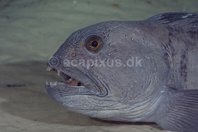Havkat. Havkat i Danmarks Akvarium; Anarhichas lupus; Danmarks Akvarium; ; ; fisk; Ferskvandsfisk, Anarhichadidae, havkatte
