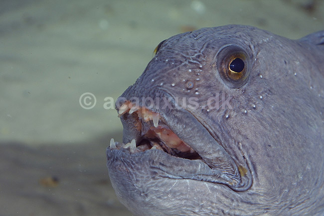 Havkat. Havkat i Danmarks Akvarium; Anarhichas lupus; Danmarks Akvarium; ; ; fisk; Ferskvandsfisk, Anarhichadidae, havkatte, t�nder, tandsmil