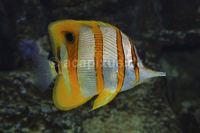 Pincetfisk. Pincetfisk i Danmarks Akvarium; Chelmon rostratus; Danmarks Akvarium; ; ; fisk; Saltvandsfisk, Chaetodontidae, sk�lfinnefisk