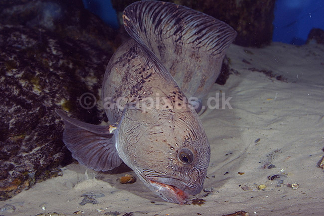 Havkat. Havkat i Danmarks Akvarium leder efter muslinger i bundlaget; Anarhichas lupus; Danmarks Akvarium; ; ; fisk; Ferskvandsfisk, Anarhichadidae, havkatte