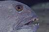 Havkat. Havkat i Danmarks Akvarium Anarhichas lupus Danmarks Akvarium   fisk Ferskvandsfisk, Anarhichadidae, havkatte, t�nder, tandsmil
