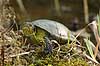  Emys orbicularis, Testudines Danmarks Akvarium   reptiles 