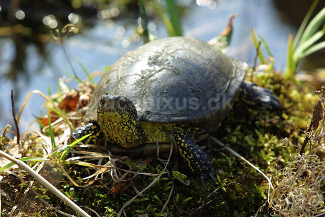 Sumpskildpadde. Europ�isk sumpskildpadde; Emys orbicularis, Testudines; Danmarks Akvarium; ; ; krybdyr; skildpadder, Testudines