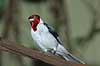 Dominikanerkardinal. Dominikaner-kardinal Paroaria dominicana Zoologisk Have, K�benhavn   fugle kardinaler, Cardinalinae