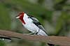 Dominikanerkardinal. Dominikaner-kardinal Paroaria dominicana Zoologisk Have, K�benhavn   fugle kardinaler, Cardinalinae