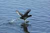 Blish�ne. Blish�ne l�bende p� vandoverfladen Fulica atra, Rallidae Utterslev Mose / Sj�lland   fugle Vandh�ns, Rallidae