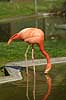 Flamingo Phoenicopterus ruber, Phoenicopteridae K�benhavn ZOO   fugle Flamingoer, Phoenicopteridae