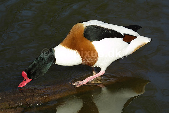 Gravand. Gravand der snadrer i vandoverfladen; Tadorna tadorna, Anatidae; K�benhavn ZOO; ; ; fugle; �nder, Andefugle, Anseriformes, Anatidae