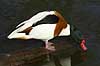 Gravand. Gravand der snadrer i vandoverfladen Tadorna tadorna, Anatidae K�benhavn ZOO   fugle �nder, Andefugle, Anseriformes, Anatidae