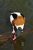 Gravand. Gravand der snadrer i vandoverfladen Tadorna tadorna, Anatidae K�benhavn ZOO   fugle �nder, Andefugle, Anseriformes, Anatidae